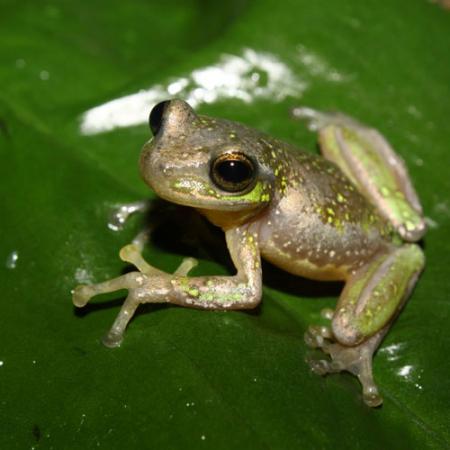 small frog sitting on a leaf