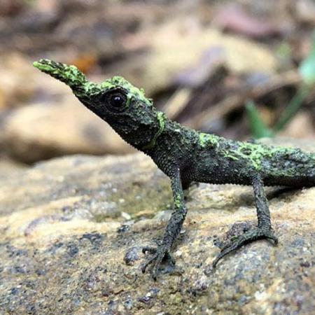 horned lizard sits on a rock with its snout in the air