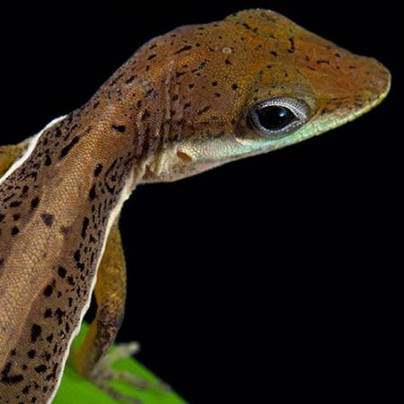 A close up view of a male Anolis krugi lizard on a leaf