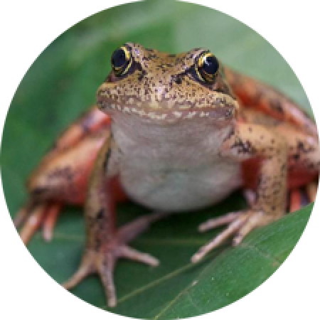 frog sitting on green leaf