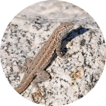 lizard sunning itself of a rock