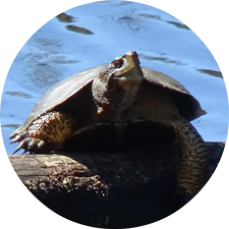 turtle sunning on a log in the water