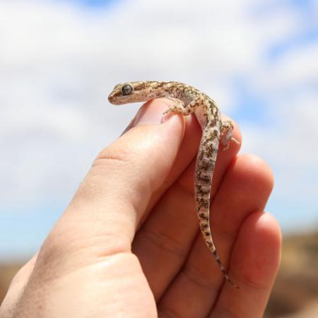 A close up of a hand holding a gecko