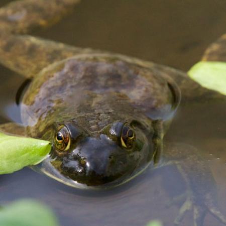 A greenish brown frog sits partially submerged in water with its eyes showing above water