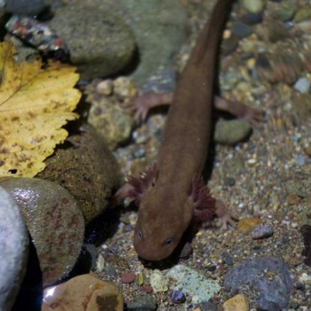 close up of a salamander on a rock