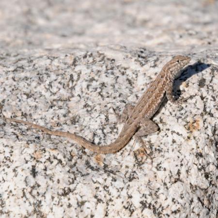 A common side-blotched lizard climbs a white and black rock in the sun