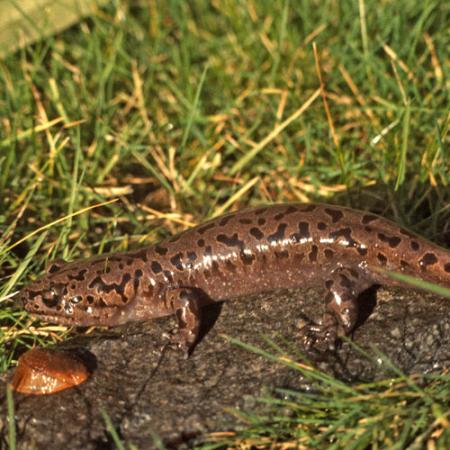 close up of a salamander in grass