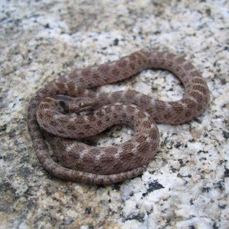 A close up view of a light brown and dark brown striped snake sitting on a light colored rock