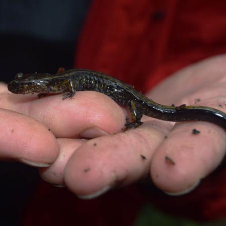 A small dark brown salamander is held by a pair of hands