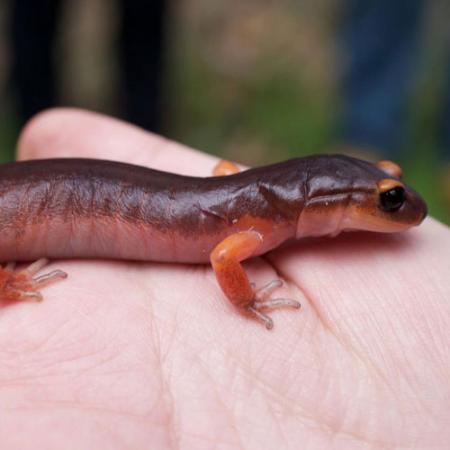 A two-toned orange salamander held by a pair of hands