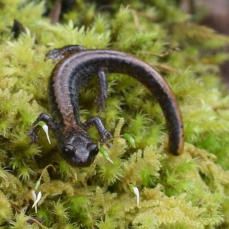 A small black and brown salamander sits on green vegetation