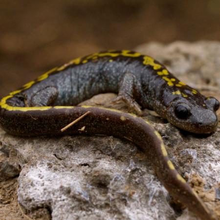 A black salamander with yellow spots sits on a rock
