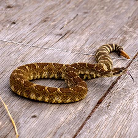 A striped northern pacific rattlesnake with its tongue out sitting on wood planks