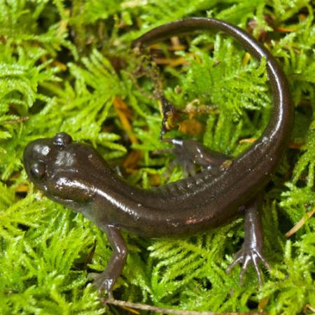 newt amphibian