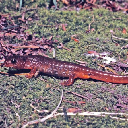 A long dark and light-red colored salamander with black eyes