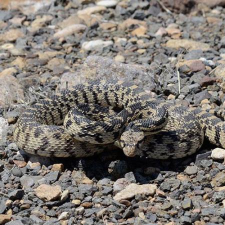 A striped pacific gopher snake sits coiled-up on rocks