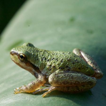 A small green frog with a light yellow belly sits on a green leaf