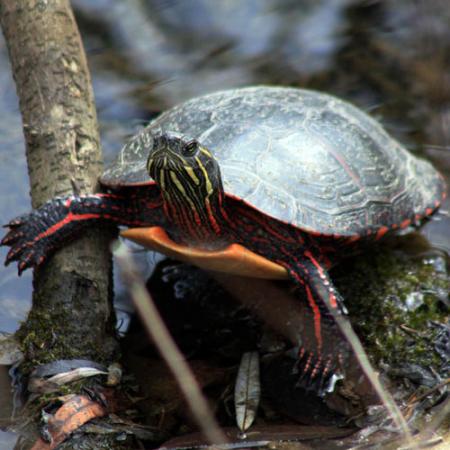 A painted turtle on a branch above water