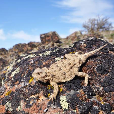 A pygmy short horned lizard sits on a rock in a desert bush habitat