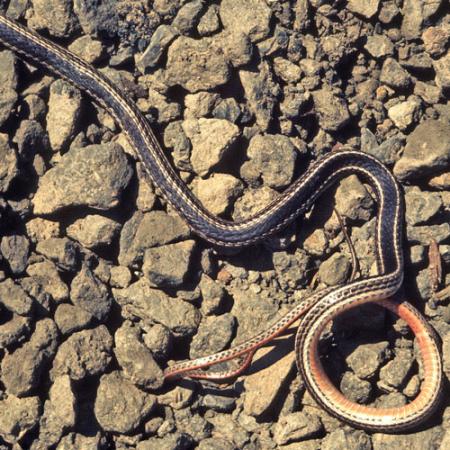 A black striped whipsnake with light-colored underside sits on dry rocks