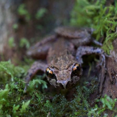 A brown frog with orange and black eyes sits on a tree