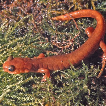 A close up of a orange salamander with black eyes