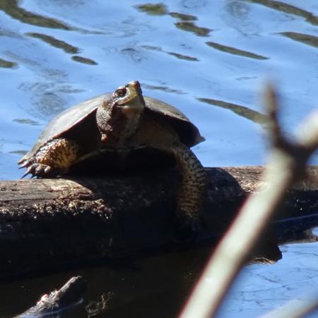 A western pond turtle on a branch above water