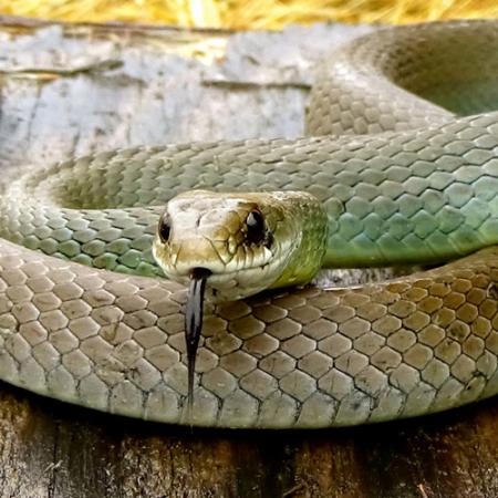 A close up view of a greenish-yellow Western Racer snake with a black tongue