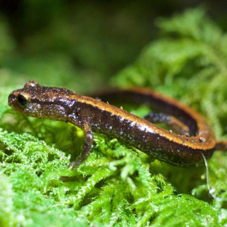 A close up of a small brown salamander with light red back sits on green vegetation