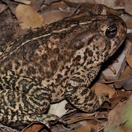 A brown frog with black splotches and bumps on its back sits on the ground that is covered by brown leaves