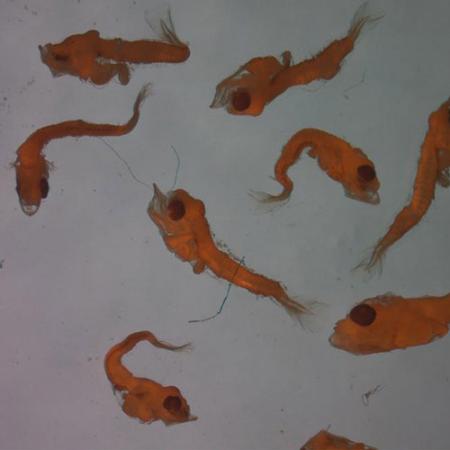 A close up view of a group of rockfishes under a microscope