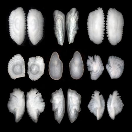 Otolith pairs (two per individual fish) from an assortment of Bering Sea fish species. Top row (left to right): walleye pollock, sablefish, Pacific cod. Middle row: Alaska plaice, Dover sole, Greenland turbot. Bottom row: Pacific ocean perch, Atka mackerel, shortraker rockfish. Walleye pollock and Pacific cod are among the species analyzed with near-infrared spectroscopy. Note: otolith sizes are not on a relative scale. Credit: NOAA Fisheries