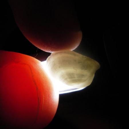 A close up view of two fingers holding a translucent bone with ribbing