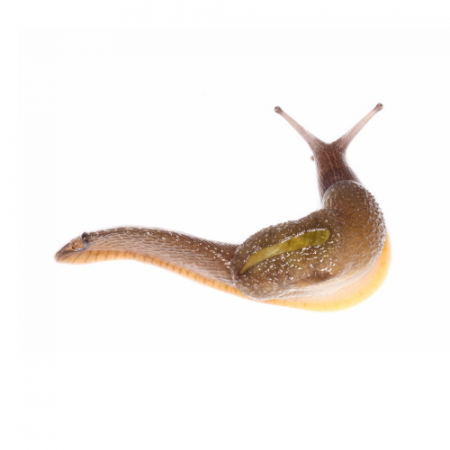 dromedary slug