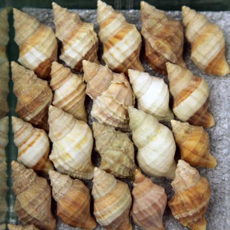 shells lined up in the malacology collection
