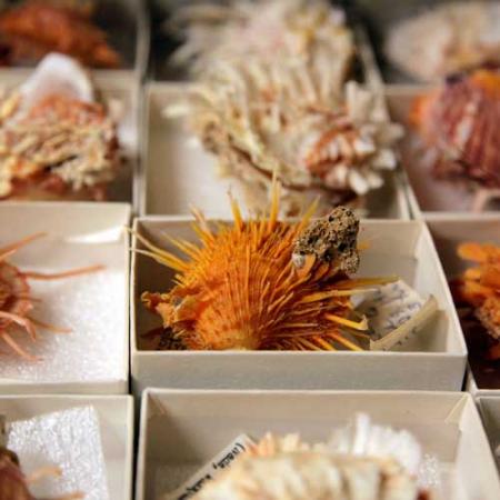 Orange and white carrier shells in the mollusc collection