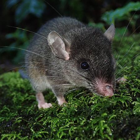 Talamancan Deermouse (Peromyscus nudipes), one of the most common species at the field sites.