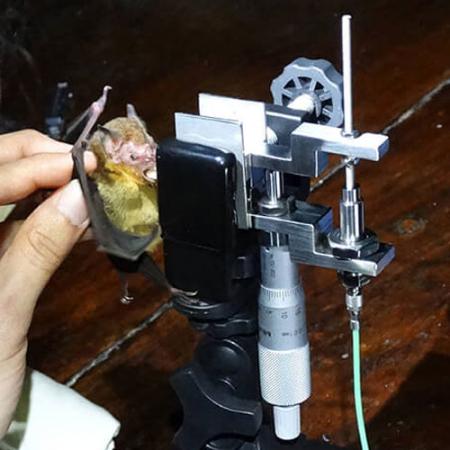 A live bat is positioned to bite down on a machine that measures its bite force