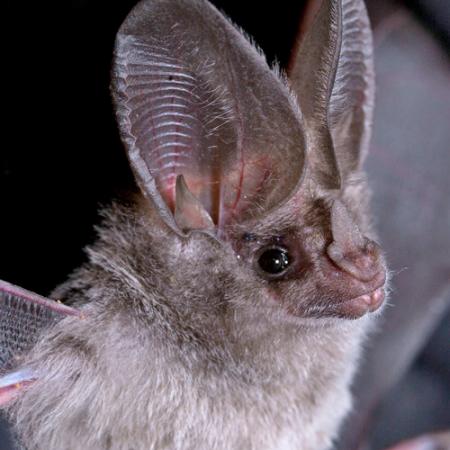 a small fury bat with very large ears