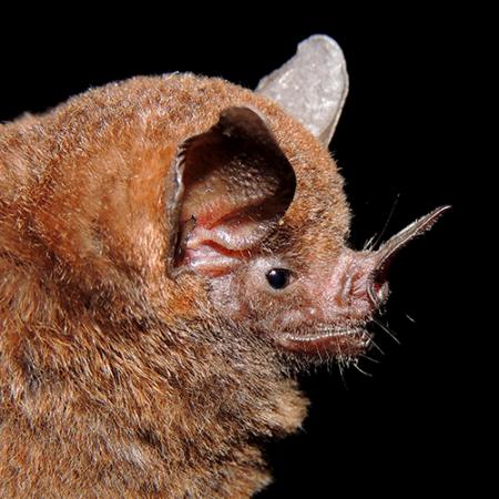 the face of a short-tailed fruit bat