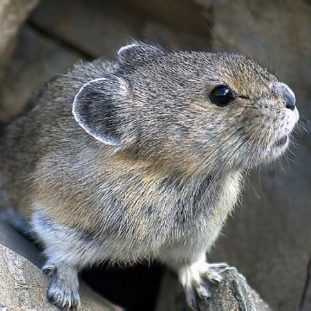 A pika by Chris & Lara Pawluk @flickr.com