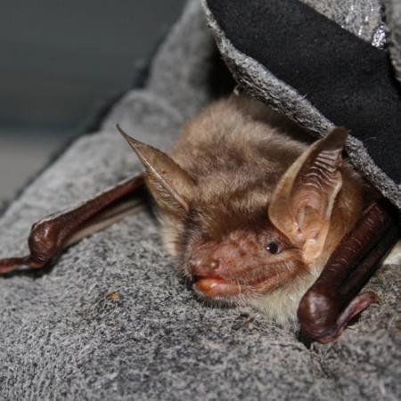 A close up view of a bat with pointy ears being held in a hand