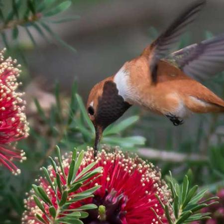 rufous hummingbird pollinating a red flowering plant