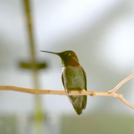 a hummingbirds perches on a small branch in the lab flight arena
