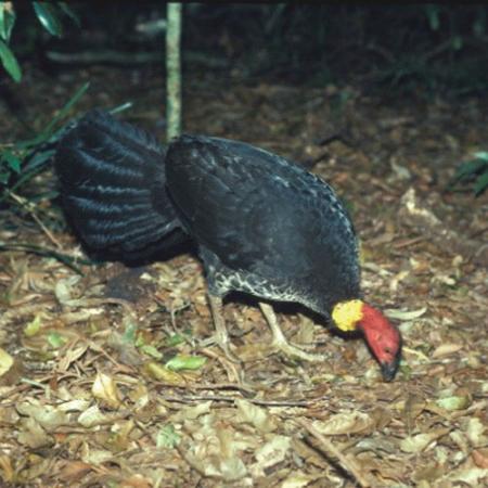 a large bird with black coat, yellow neck and red head pecks food off the ground