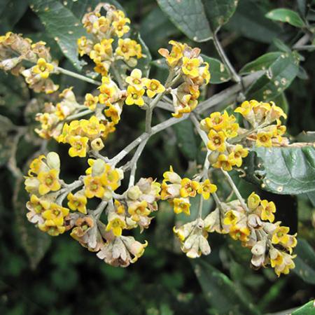 A plant with many small yellowing flowers