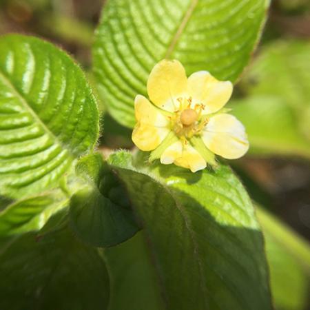 A yellow flower