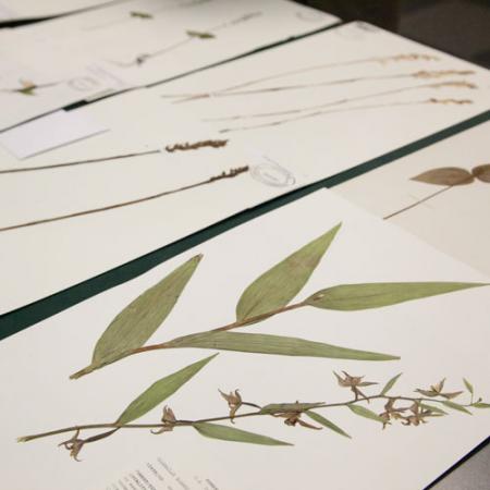 herbarium sheet