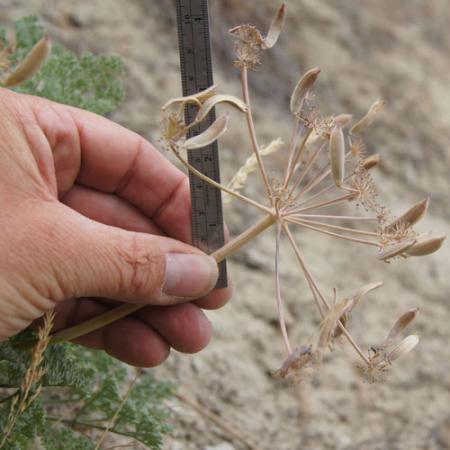 A close up view of the new plant species