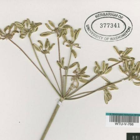 pressed plant specimen